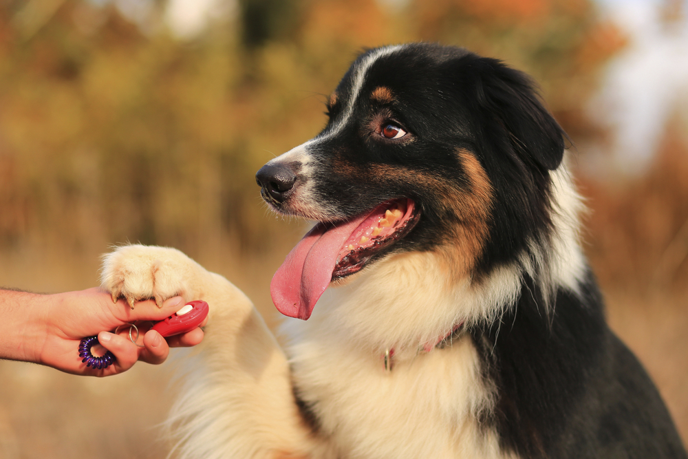 Mensch mit Hund