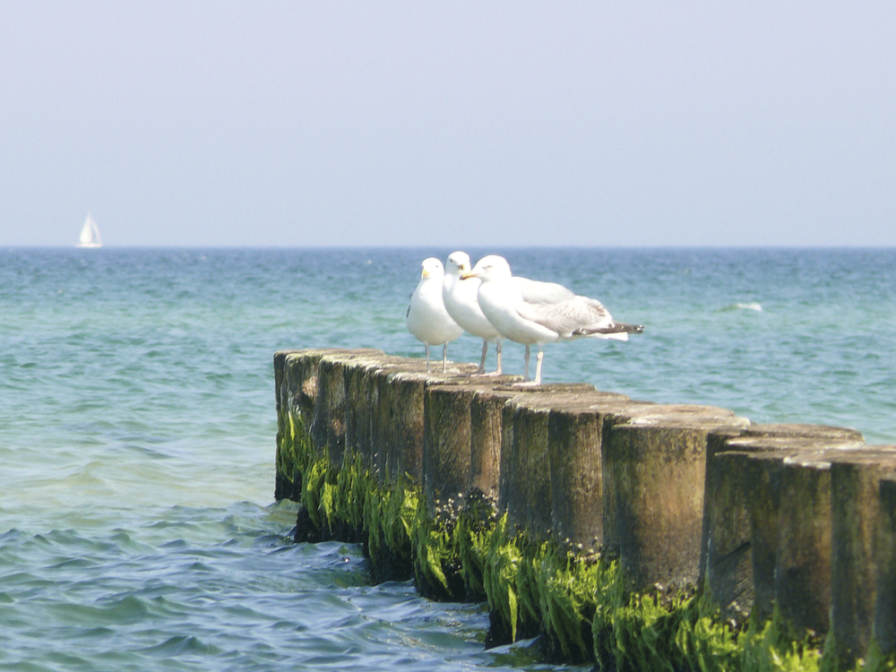 Möwen an der Ostsee